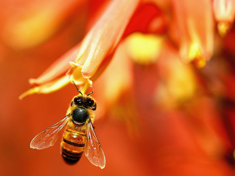 Нектар фото. Пчела макро. Пчела Макросъемка. Нектар. Нектар картинка.
