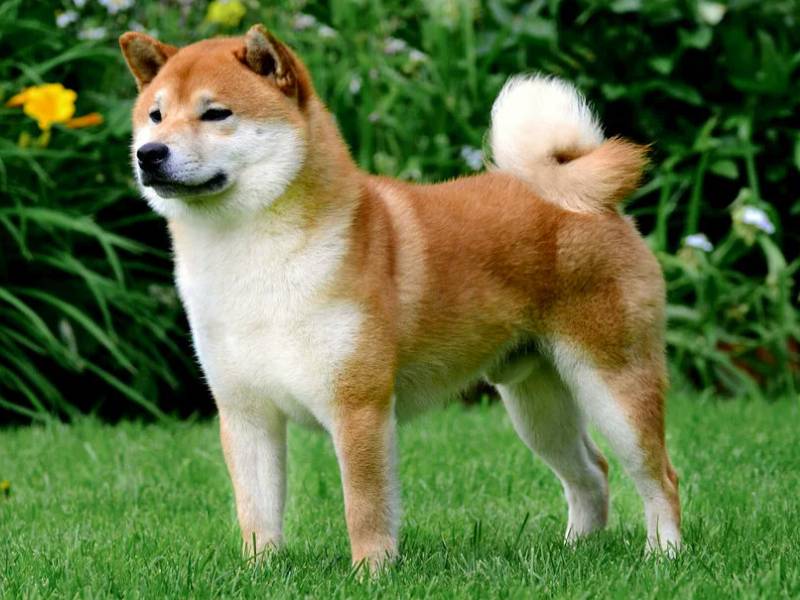 Характеристика и описание породы сиба-ину - Собаки - Вопросы ответы